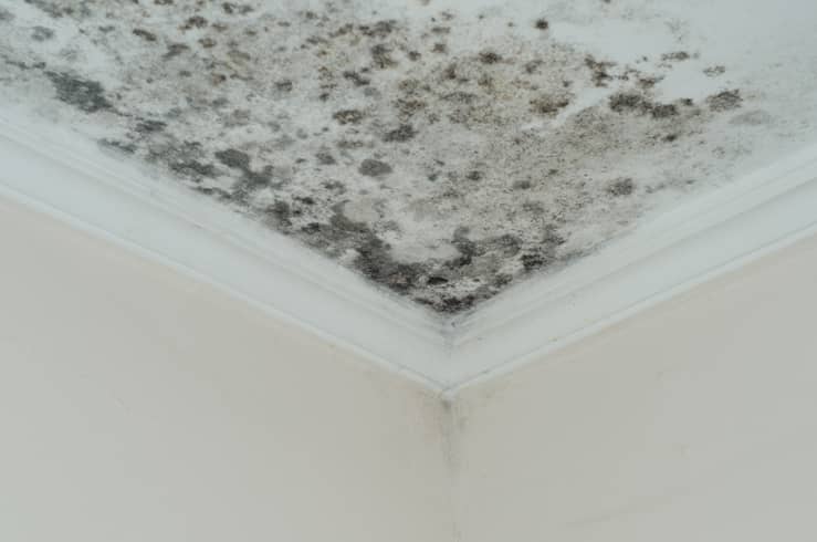 mold-on-ceiling