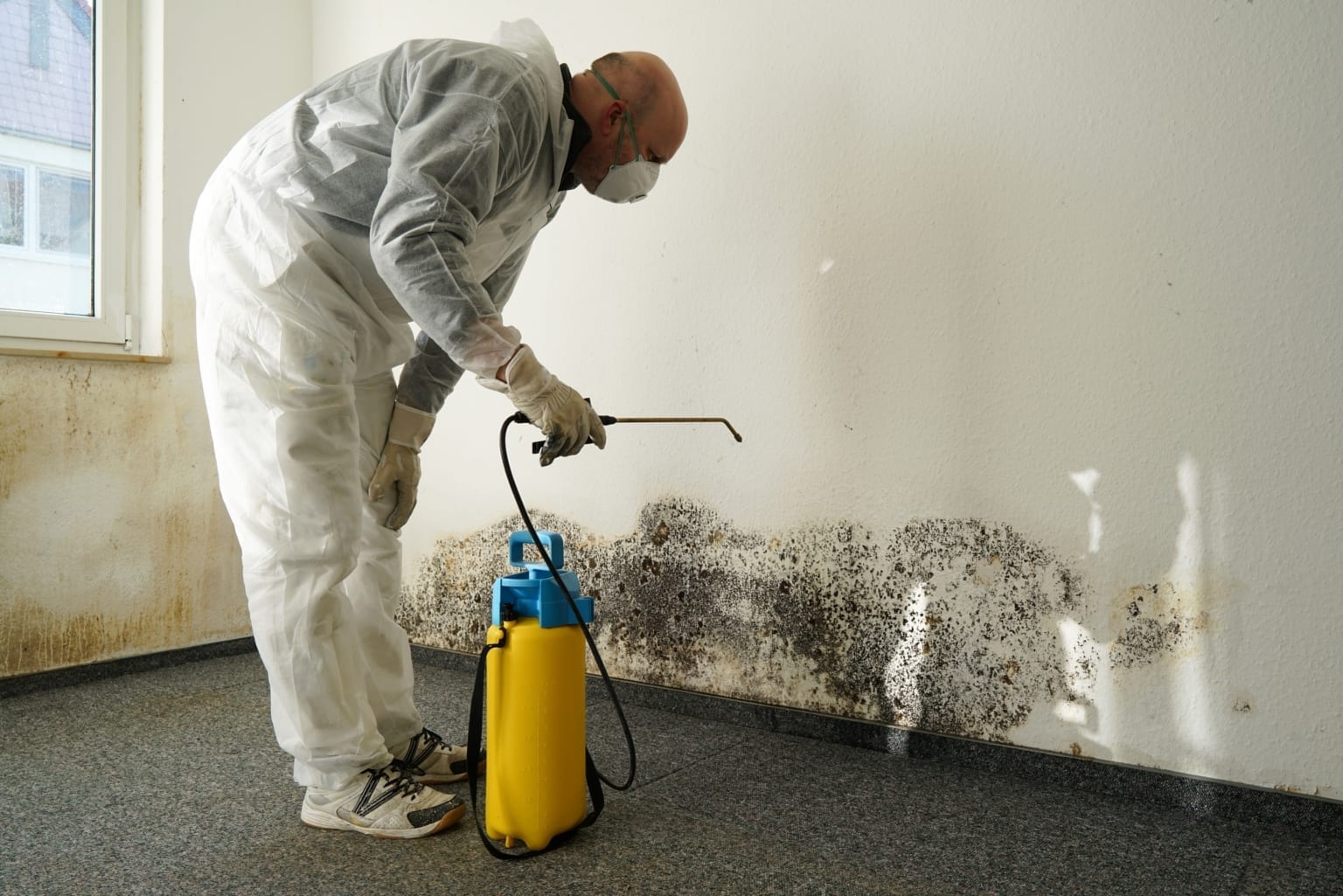 How To Eliminate Mold From Carpet