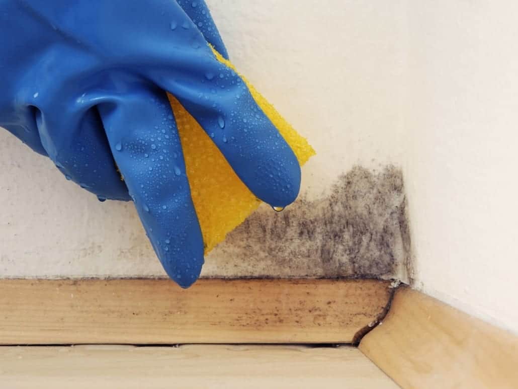 Removing mold and pests after a crawl space cleaning