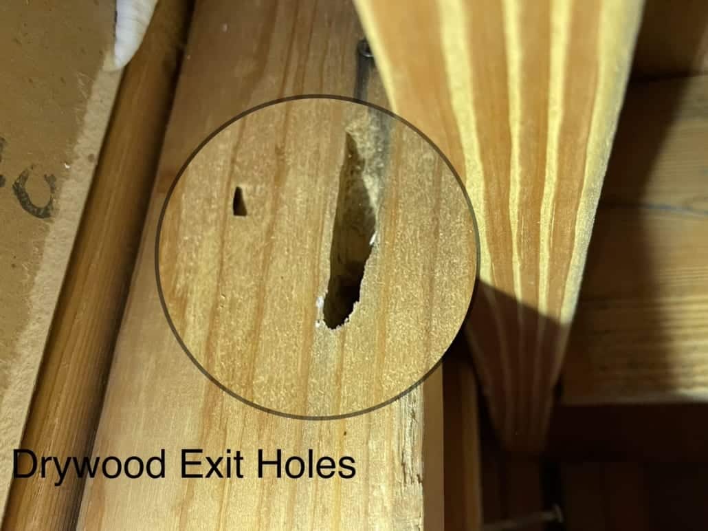 Drywood exit holes