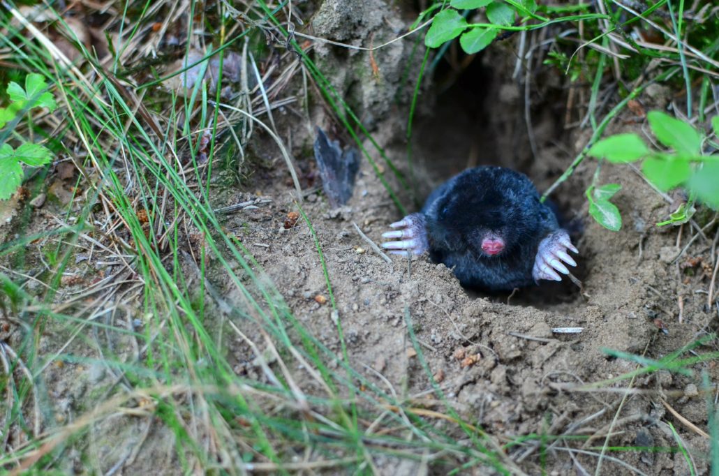 Mole climbing out of its hole