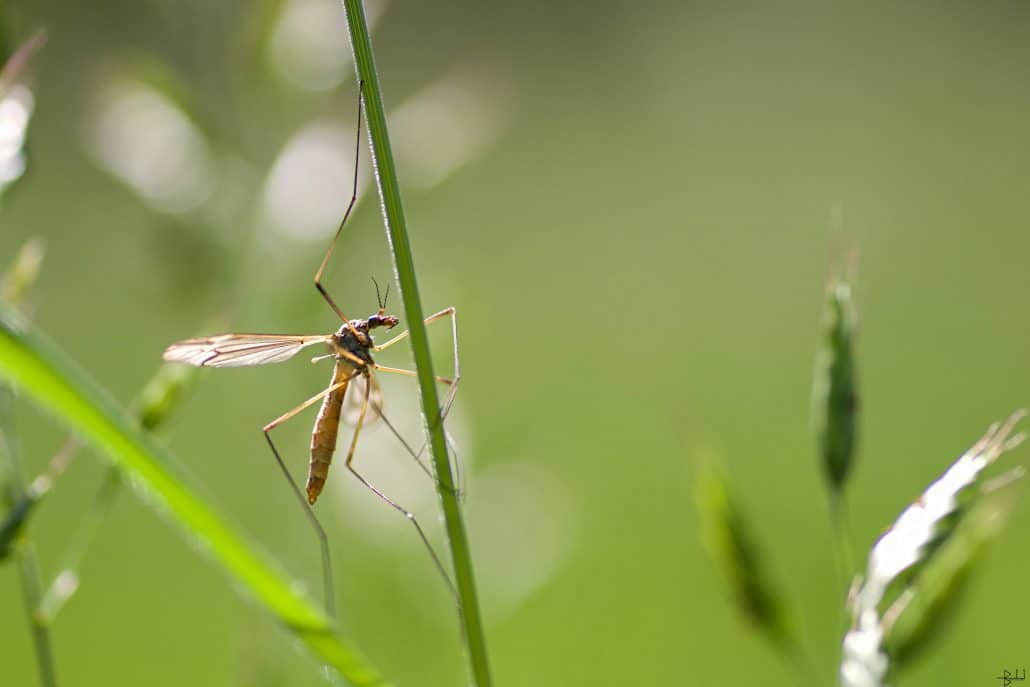 A mosquito on a blade of grass can, unfortunately, be the beginning of more mosquitos. 