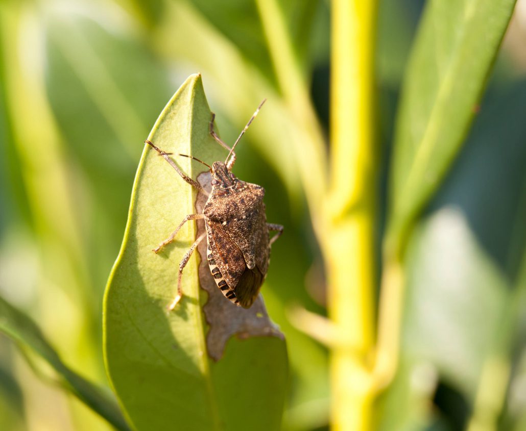 Stink bugs fly from plant to plant and  eat them. 