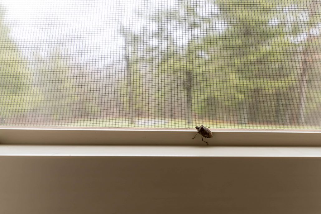 Stink bugs can fly into the home and sit on the window sill as they like the light. 