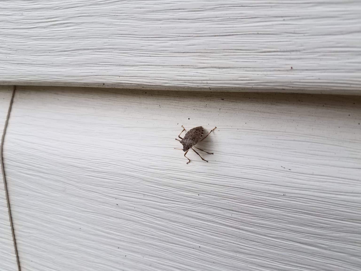 Do Stink Bugs Fly Inside & Out Property Inspectors