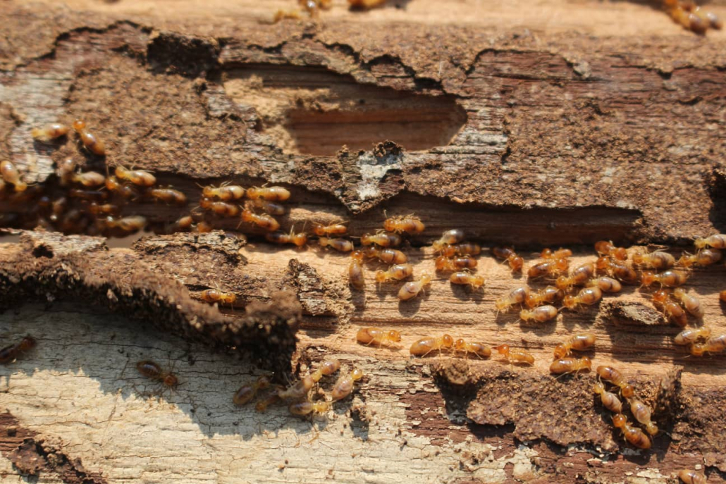 Termites in wood