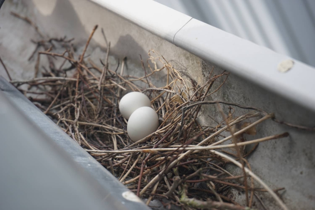 Bird eggs in a nest in the gutter. 