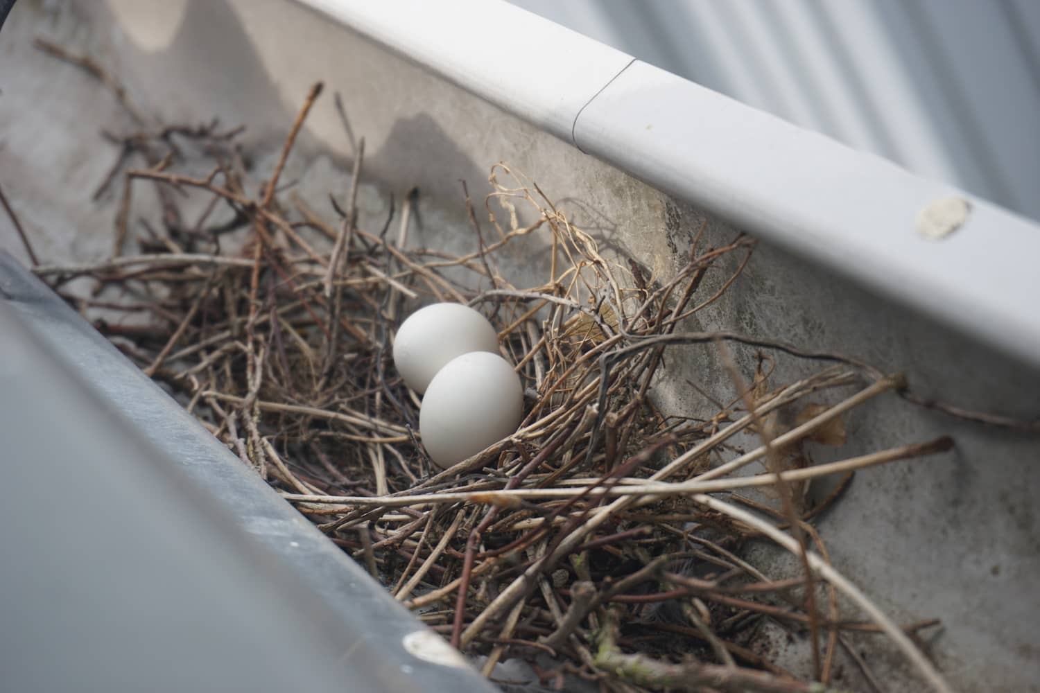 How to Keep Birds Out of Gutters Inside & Out Property Inspectors