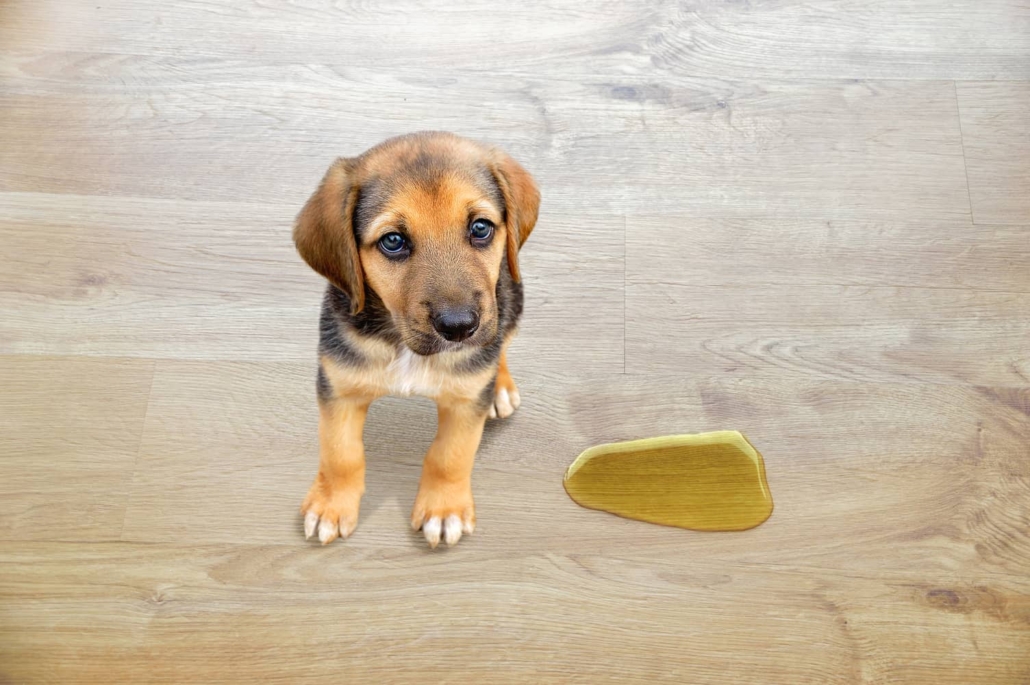 Pet stains are some of the more common hardwood floor stains to deal with. 