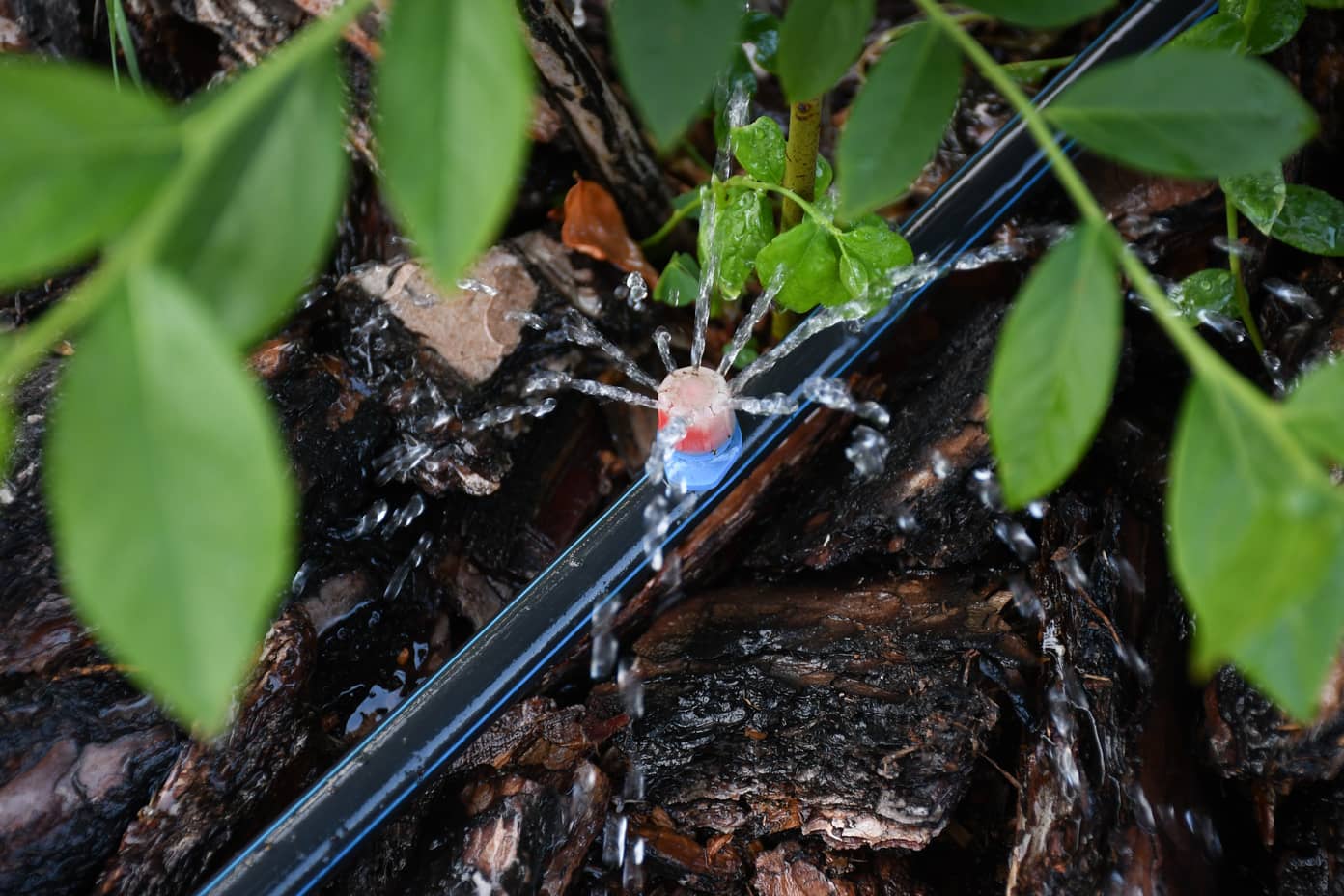 How Long to Run Drip Irrigation For Shrubs Inside & Out Property Inspectors
