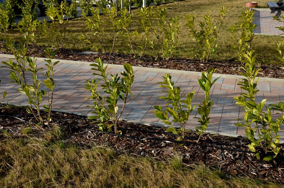 Drip irrigation system for shrubs by the walkway. 