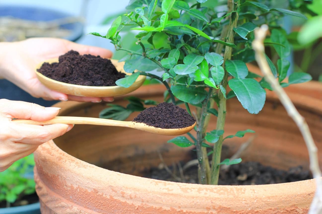 Coffee grounds are great on plants and help them grow. 