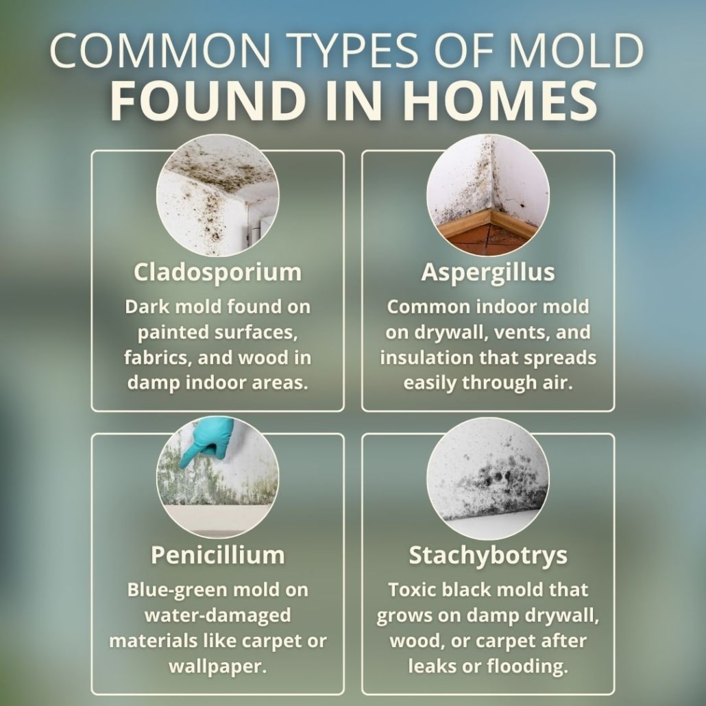 types of mold in florida homes 