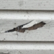 Torn vinyl siding showing dark, decayed sheathing and missing house wrap behind it